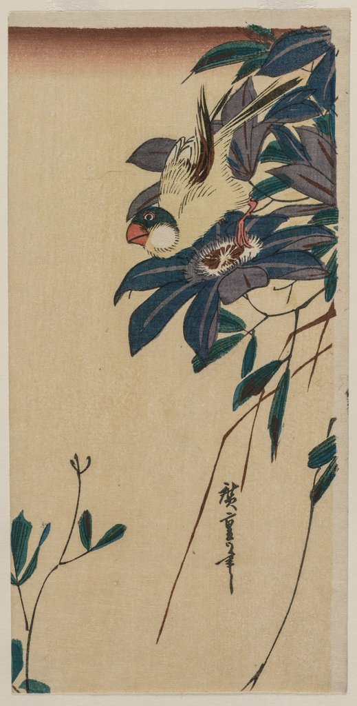 Detail of Grosbeak and Clematis, mid-1830s by Ando Hiroshige