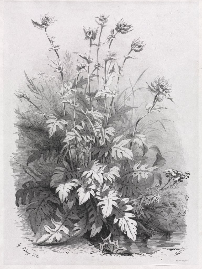 Detail of Groups of Various Plants Drawn After Nature: No. 7, 1848 by Eugene Bléry; Thierry frères
