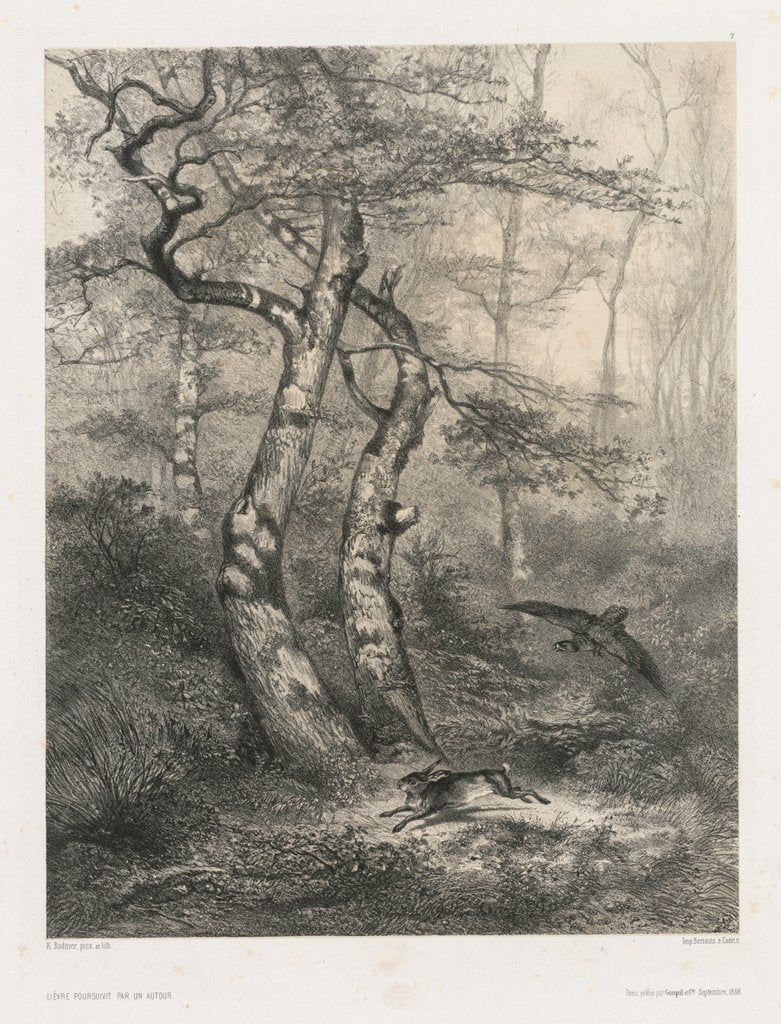 Detail of Hare Pursued by a Goshawk, 1858 by Karl Bodmer
