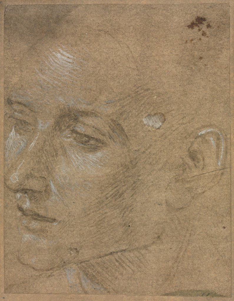 Detail of Head of a Young Man, second half 1400s by Filippino Lippi