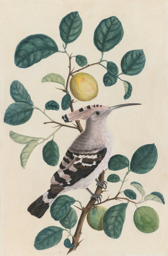 Detail of Hoopoe on a Citrus Tree Branch, c. 1800 by Unknown