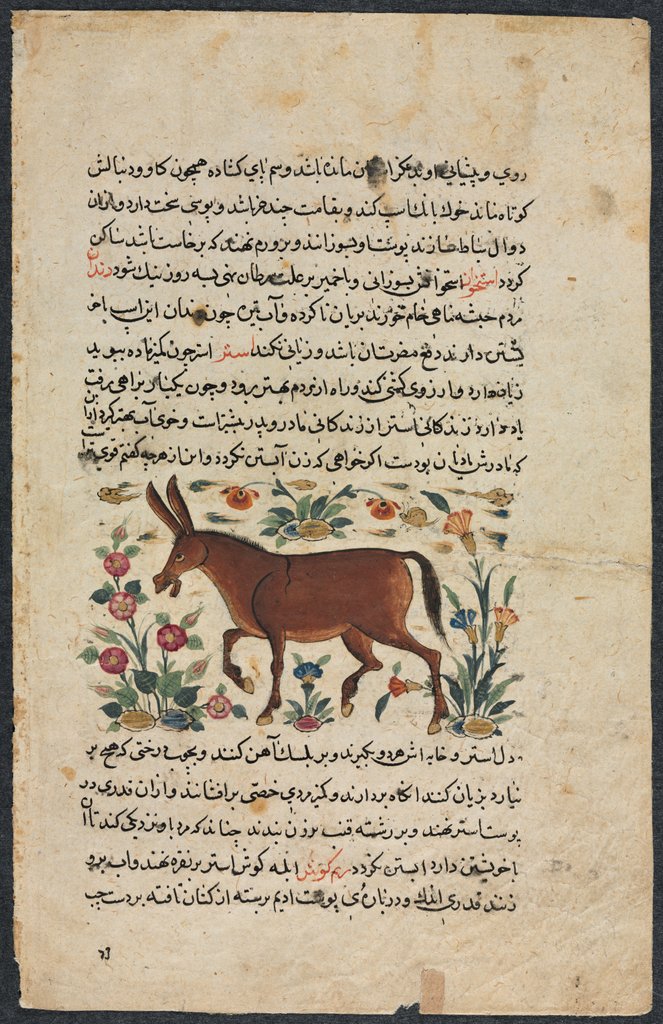 Detail of Khar, from a Nuzhat-nama-yi alai…, 1400s by Unknown