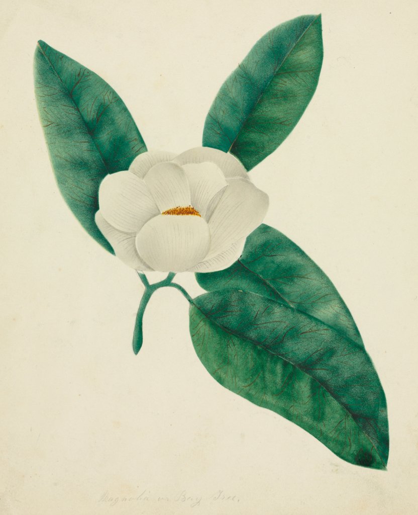 Detail of Magnolia by Mary Altha Nims