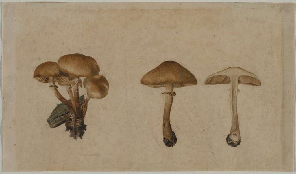 Detail of Mushrooms, 1751 by Georg Wilhelm Baurenfeind