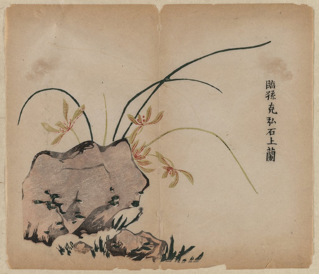 Detail of Orchid on Rocks, 18th Century by Unknown