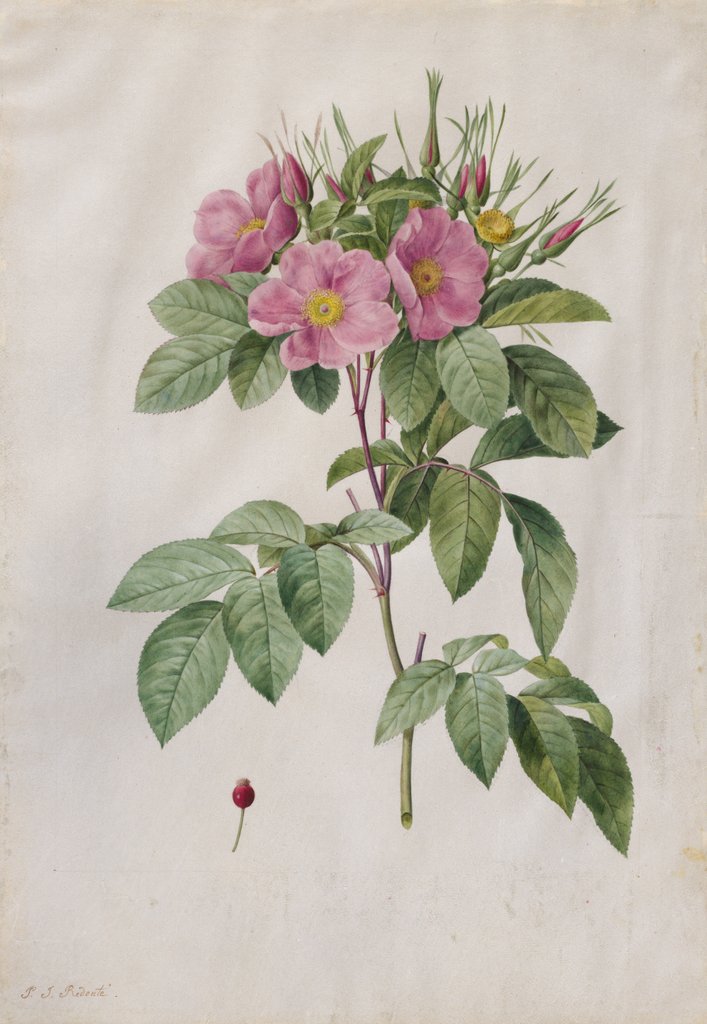 Detail of Pasture Rose, 1817-1824 by Henry Joseph Redouté