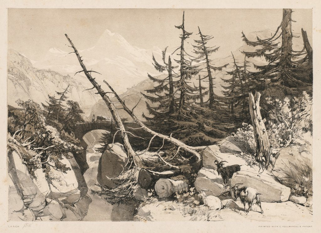 Detail of Pine Trees and Bridge, 1841 by James Duffield Harding