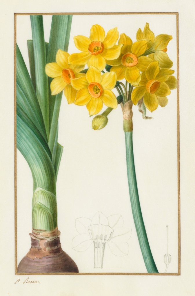 Detail of Polyanthus or Cluster Narcissus, 1836 by Pancrace Bessa