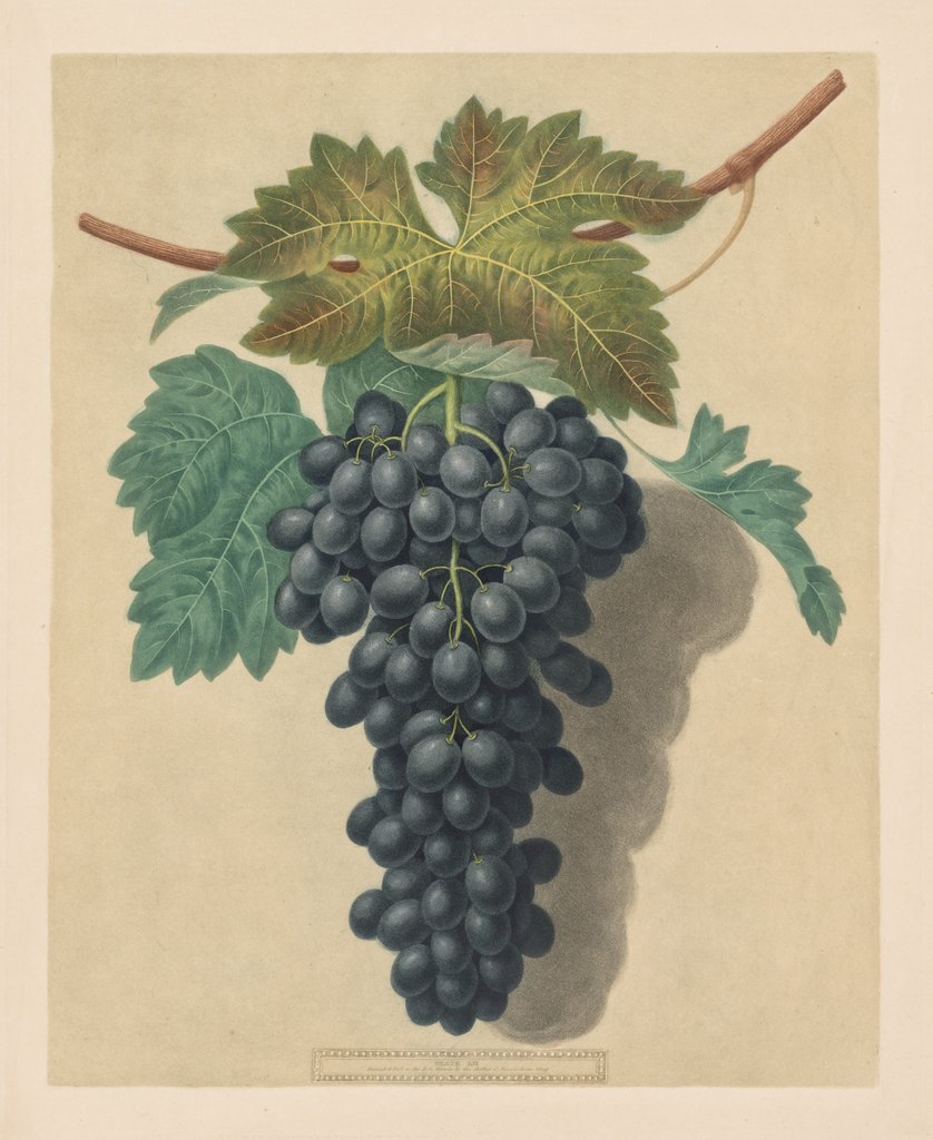 Detail of Pomona Britannica: No. 52 - Black Prince Grape, 1809 by George Brookshaw