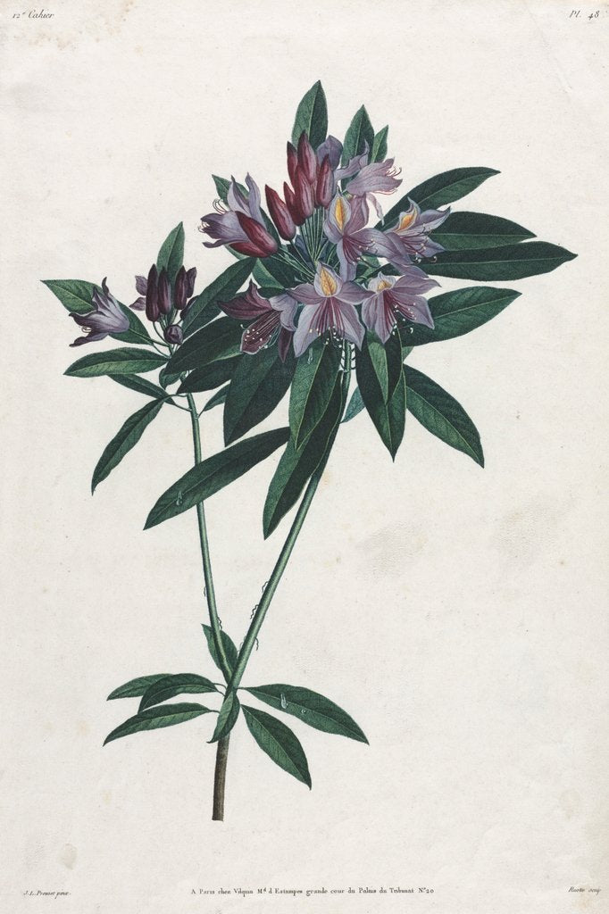 Detail of Pontic Rhododendron, 1805 by Jean Louis Prévost