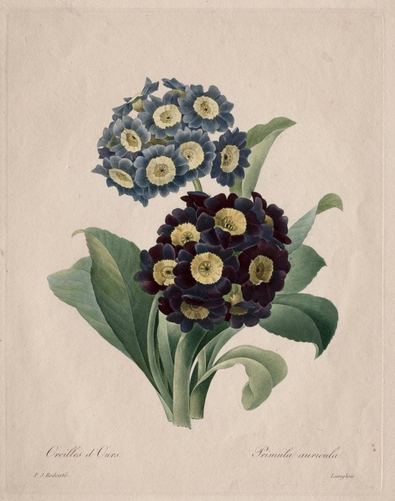Detail of Primula auricula, 1827 by Henry Joseph Redouté