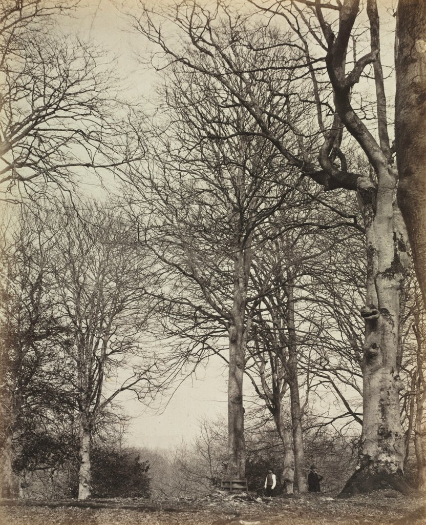 Detail of Queen Adelaide's Beech, before 1864 by James Sinclair; William Bambridge