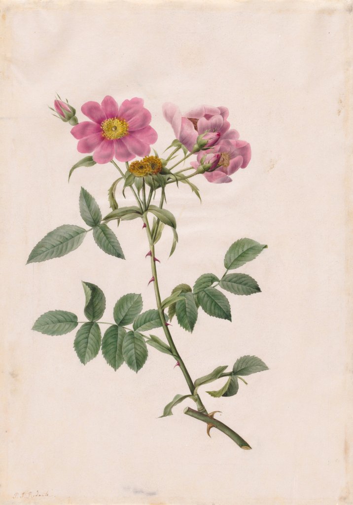 Detail of Rosa Collina Monsoniana, 1817-1824 by Henry Joseph Redouté