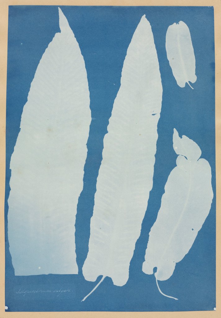 Detail of Scolopendrium Vulgare, 1852-1854 by Anna Atkins