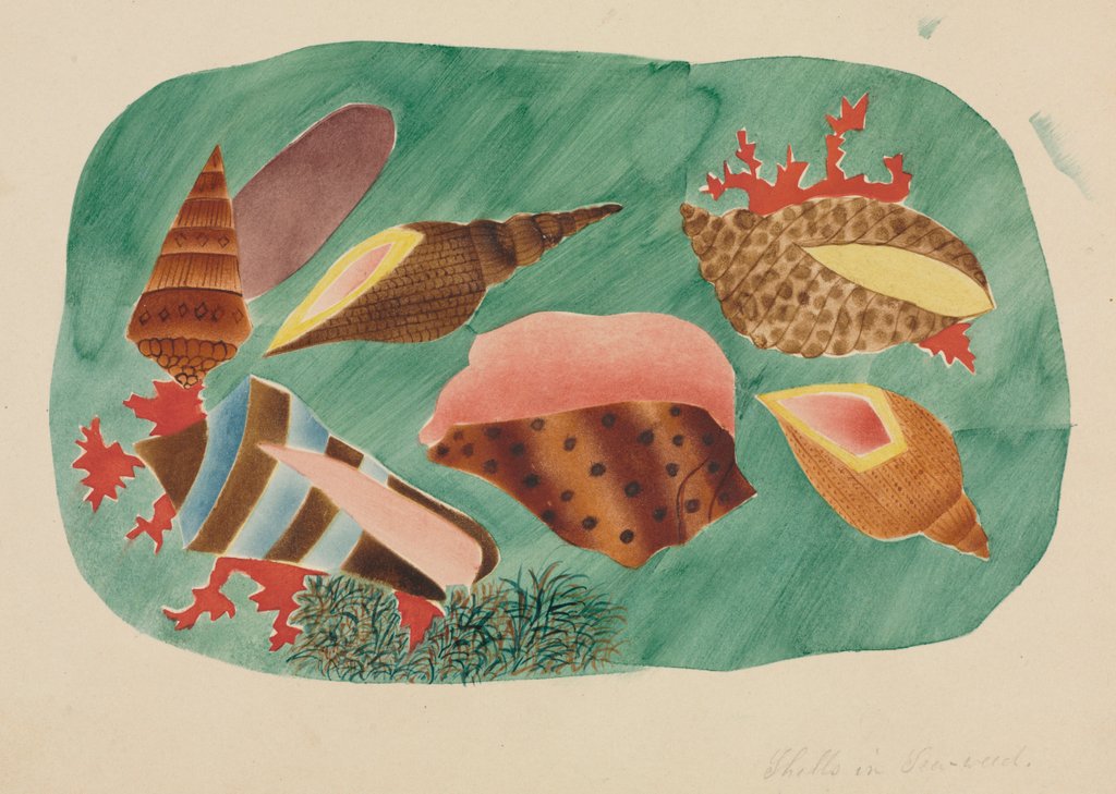 Detail of Shells in Seaweed by Mary Altha Nims