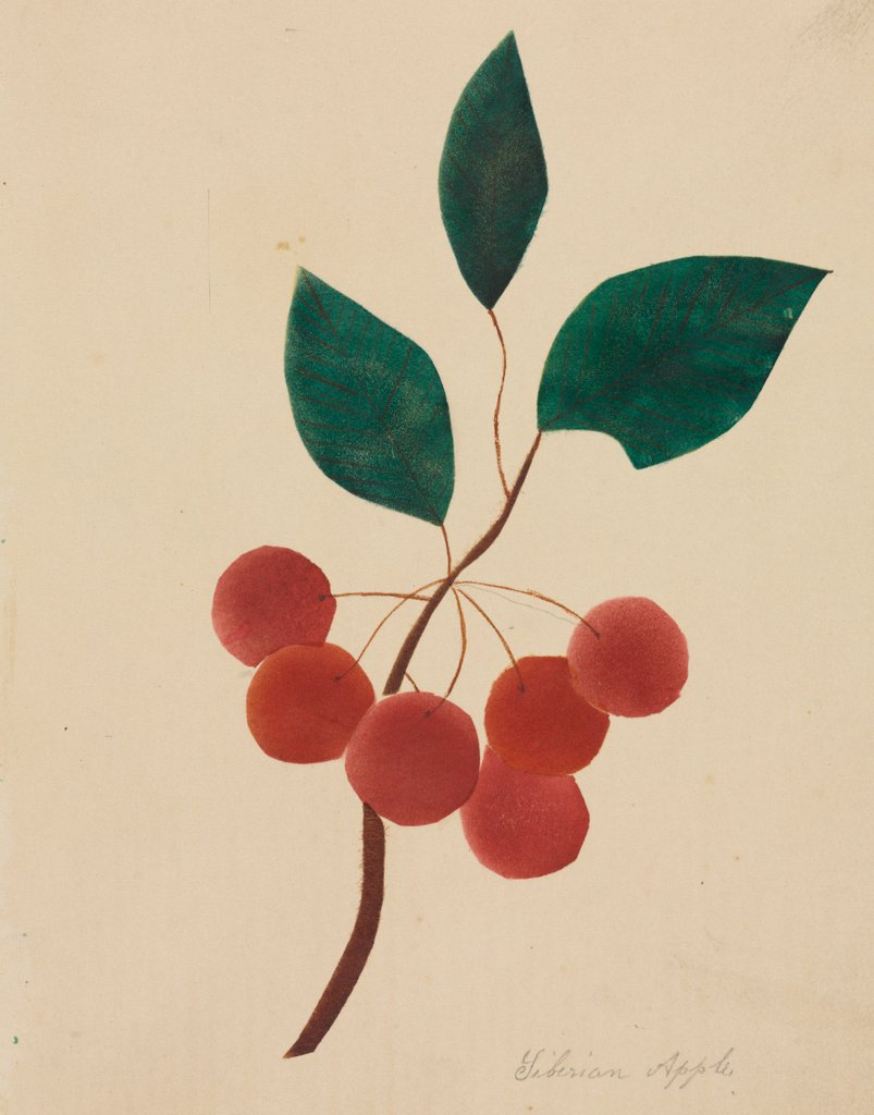 Detail of Siberian Apple by Mary Altha Nims