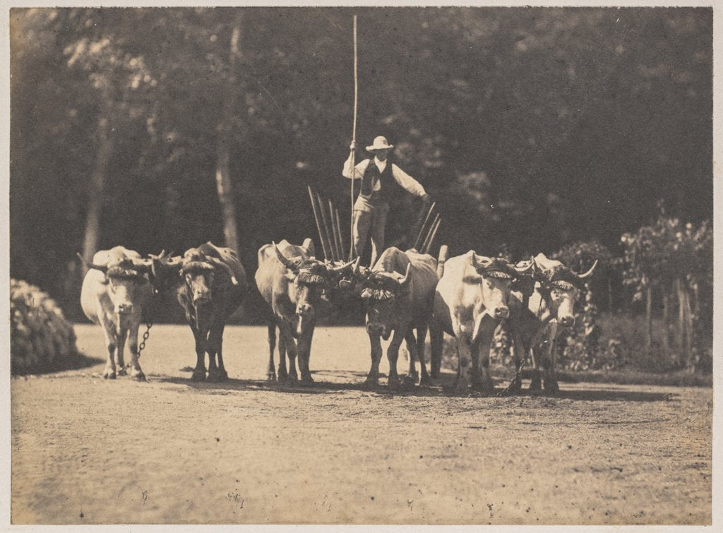 Detail of Six Oxen Team with their Driver, c. 1853 by Olympe Aguado