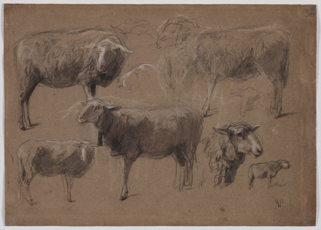 Detail of Studies of Sheep, second half 1800s by Anton Mauve