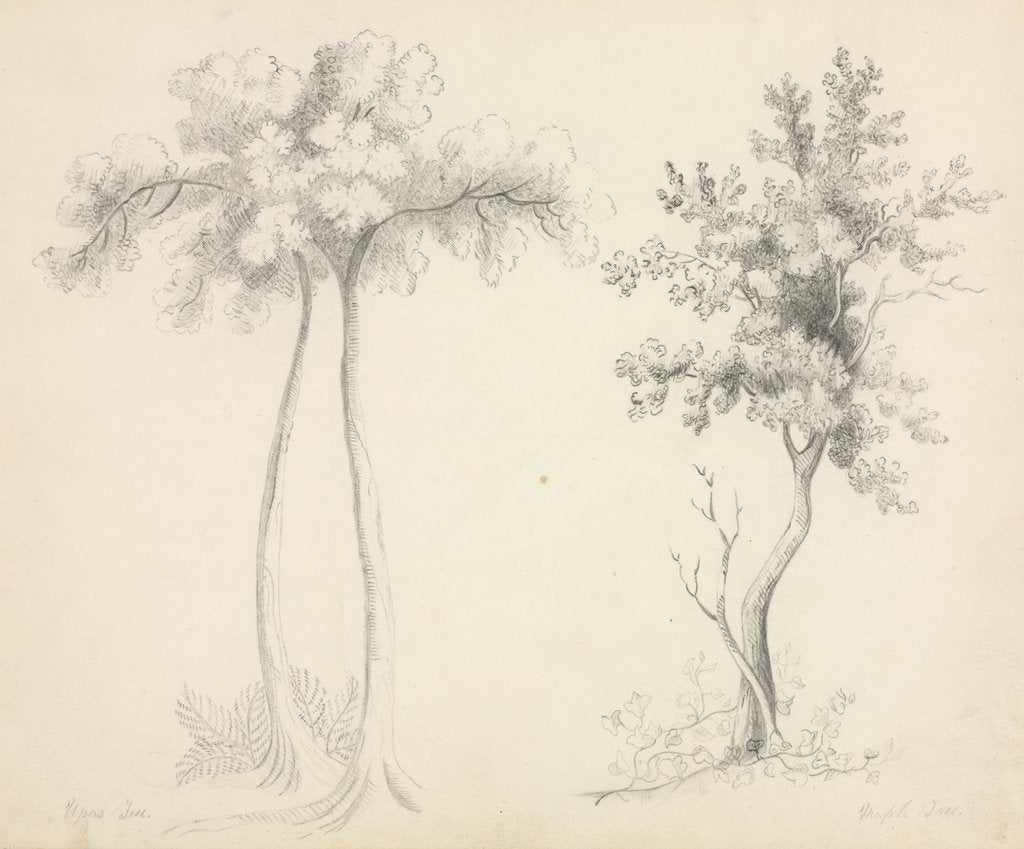 Detail of Studies of Upas and Maple Trees by Mary Altha Nims