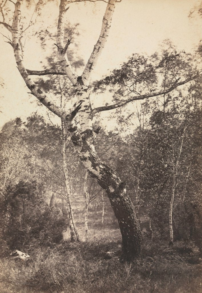 Detail of Study of a Birch Tree, Barbizon, 1860s-1870s by Constant Alexandre Famin