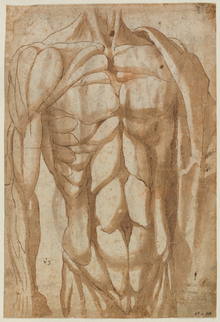 Detail of Study of a Flayed Torso, 1554 by Bartolommeo da Arezzo