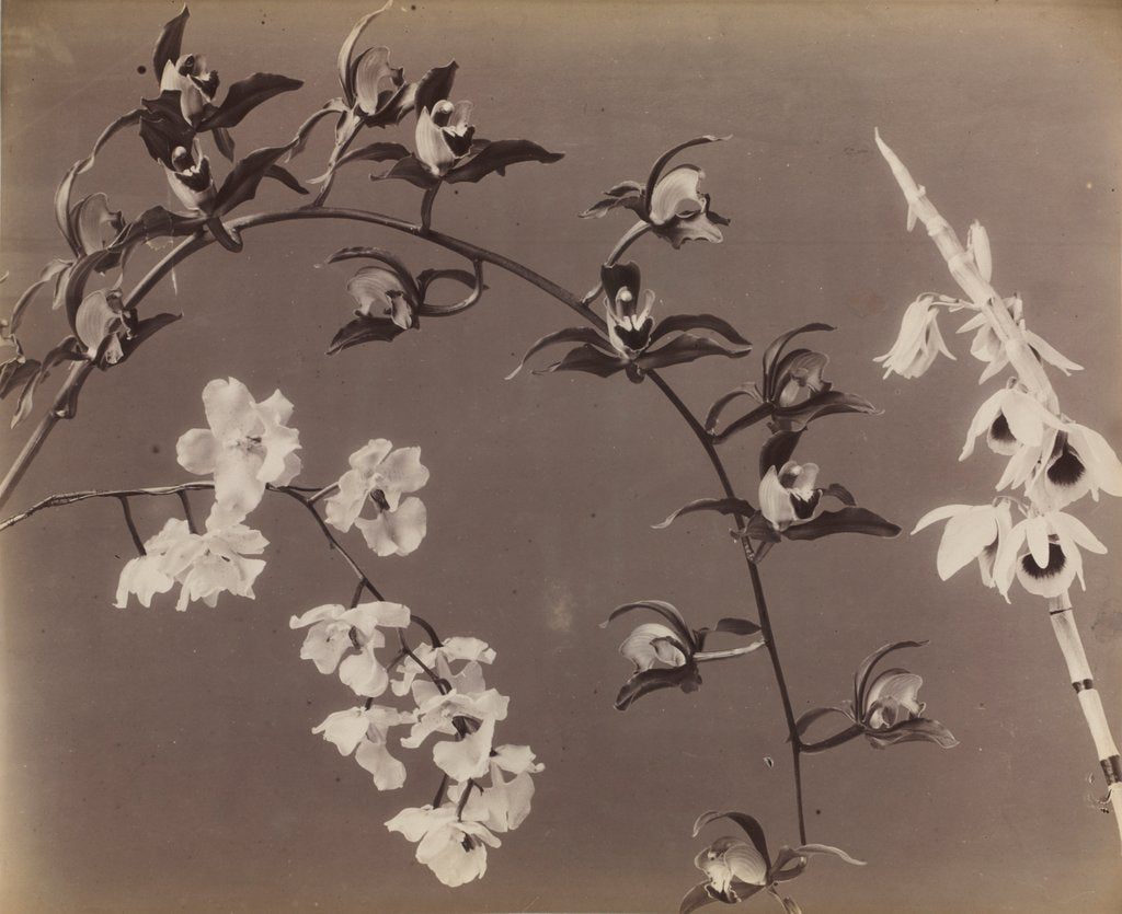 Detail of Study of Orchids, c. 1870s by Unidentified Photographer