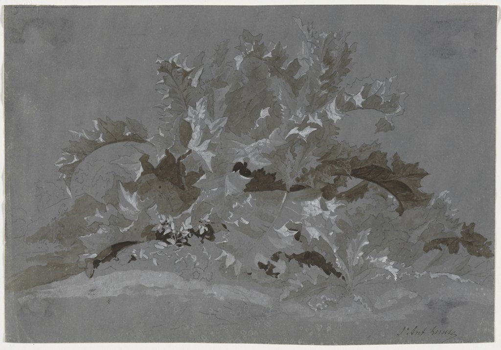 Detail of Study of Weeds, 1800-1850 by Jean Antoine Linck
