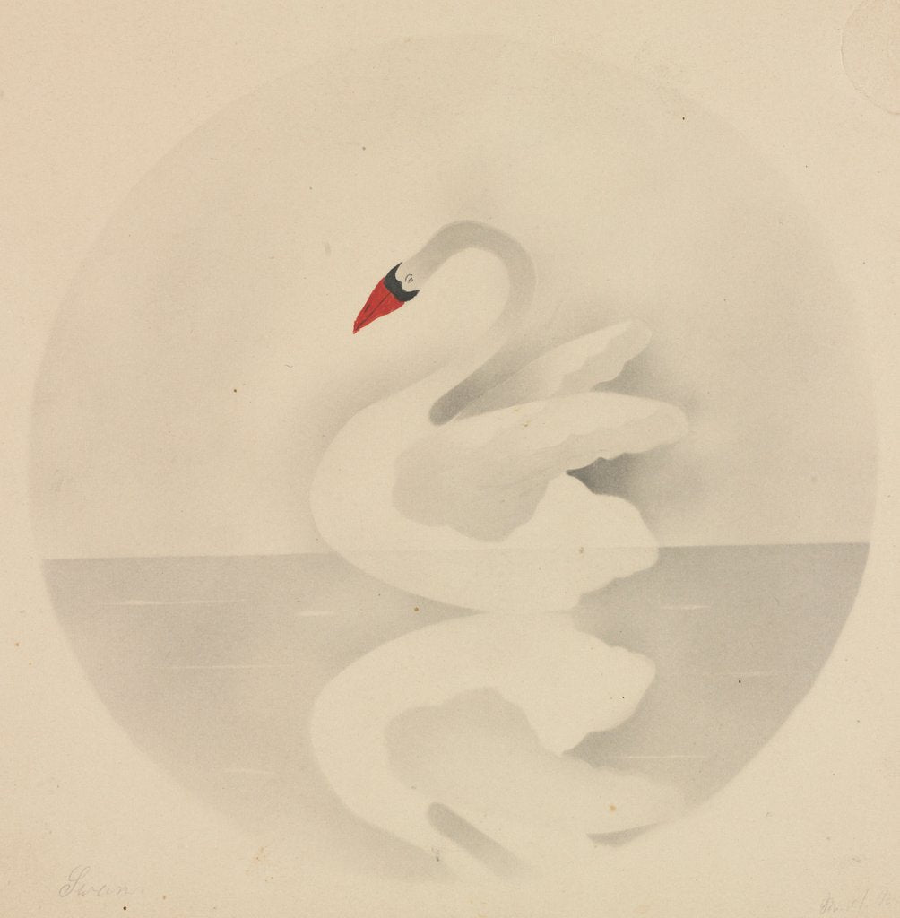 Detail of Swan by Mary Altha Nims