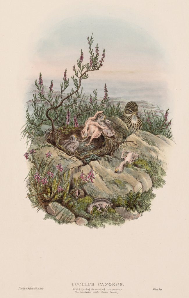 Detail of The Birds of Great Britain: Cuculus canorus by John Gould