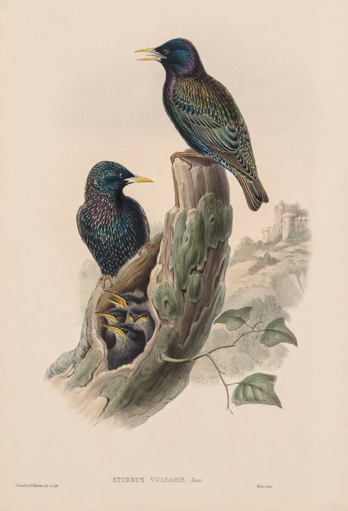 Detail of The Birds of Great Britain: Sturnur vulgaris by John Gould