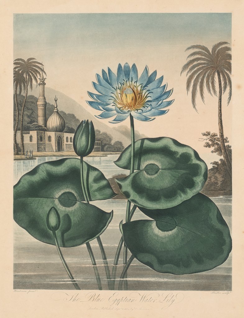 Detail of The Temple of Flora, or Garden of Nature: Blue Egyptian Waterlily, 1804 by Robert John Thornton