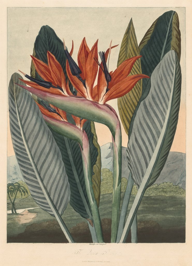 Detail of The Temple of Flora; or Garden of Nature: The Queen Flower, 1812 by Philip Reinagle; Dr. Thornton Jany. 1