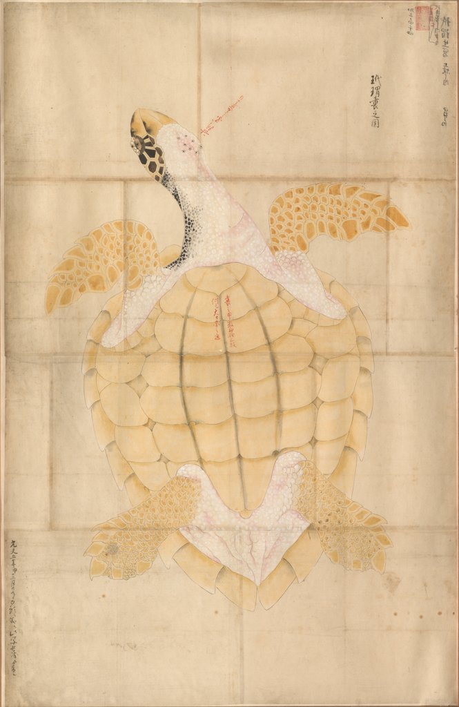 Detail of Tortoise, 18th century by Unknown