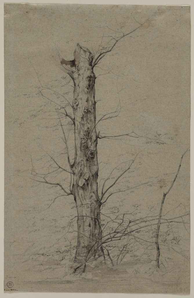 Detail of Tree, c. 1835-45 by Ludwig Ferdinand Schnorr von Carolsfeld