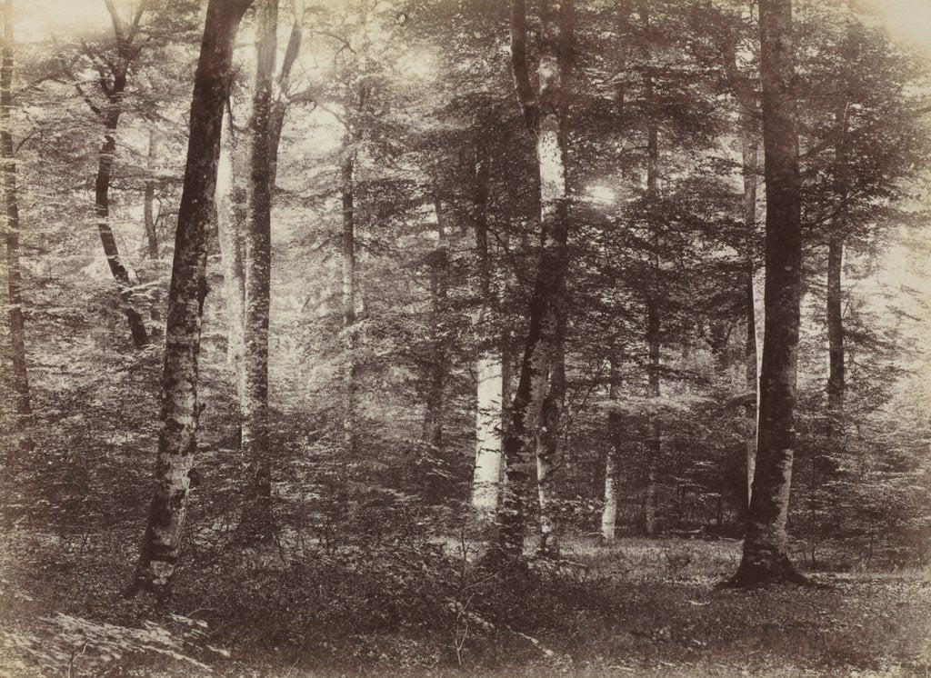 Detail of Untitled, c. 1874 by Constant Alexandre Famin