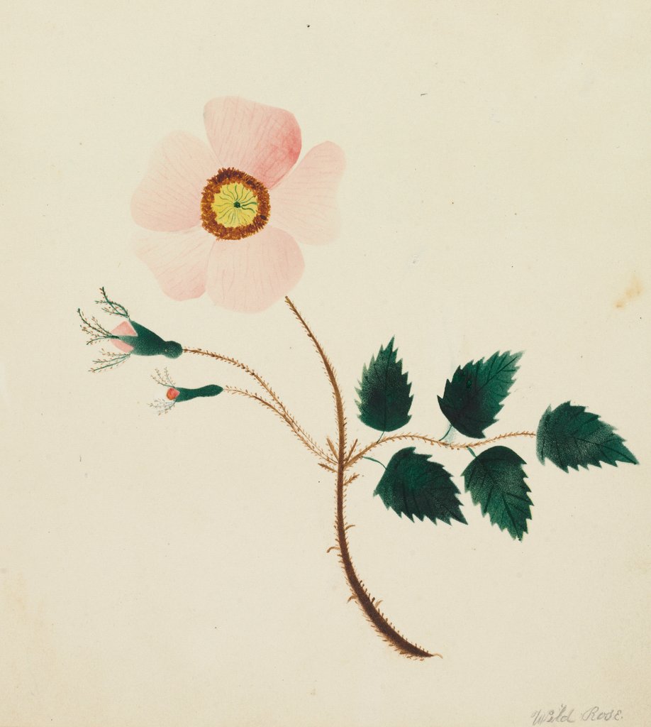 Detail of Wild Rose by Mary Altha Nims