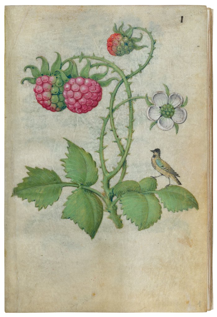 Detail of Book of Flower Studies, ca. 1510-1515 by Master of Claude de France
