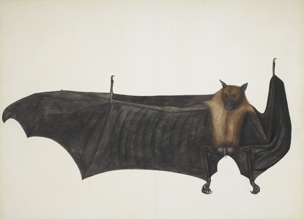 Great Indian Fruit Bat, ca. 1777-82 by Bhawani Das