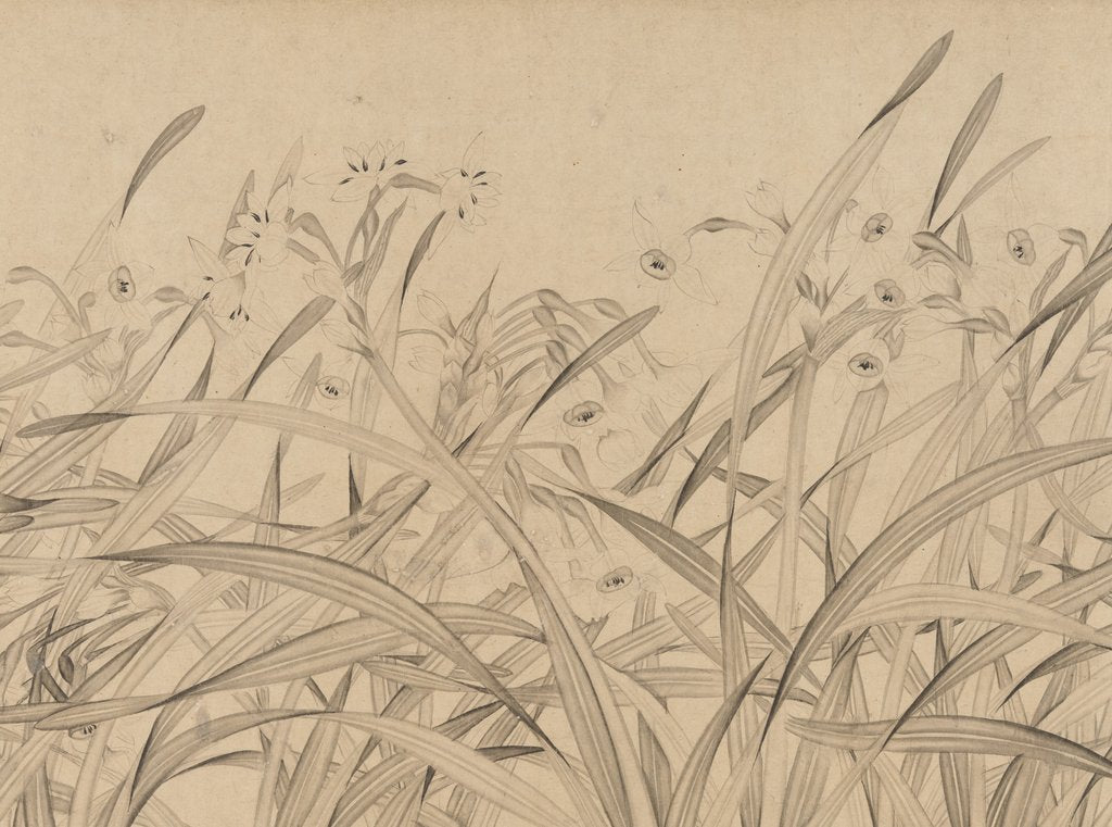 Detail of Narcissus, mid-13th century by Zhao Mengjian