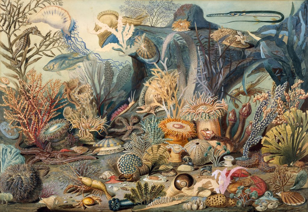 Detail of Ocean Life by James M. Sommerville