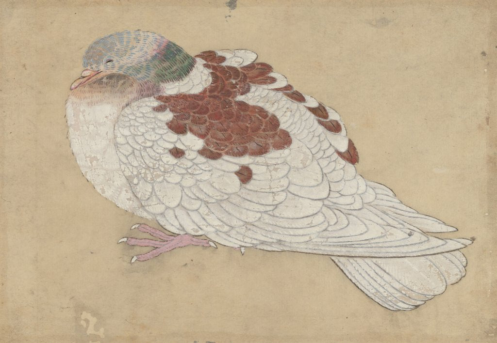 Detail of Bird, 18th century by Unknown