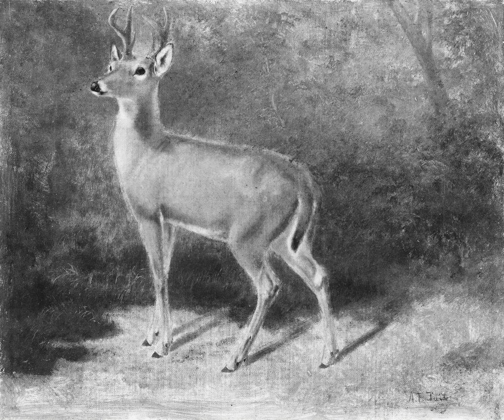 Detail of Deer?Sketch from Nature, ca. 1882 by Arthur Fitzwilliam Tait