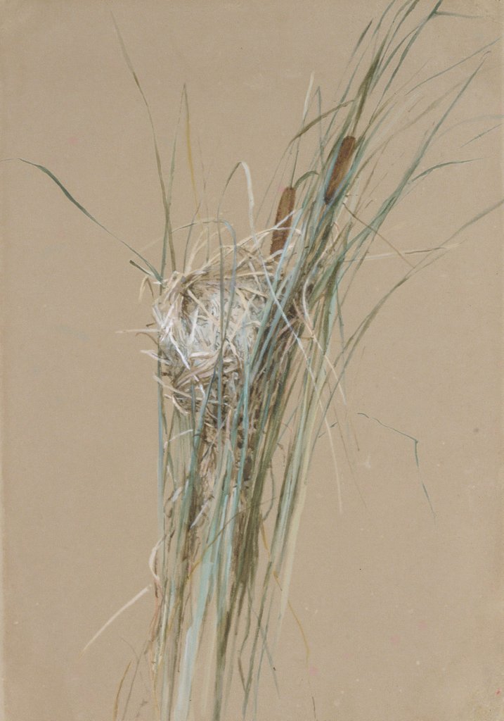Detail of Bird's Nest in Cattails, ca. 1875 by Fidelia Bridges