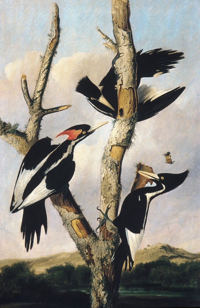 Detail of Ivory-billed Woodpeckers, ca. 1830-31 by Joseph Bartholomew Kidd