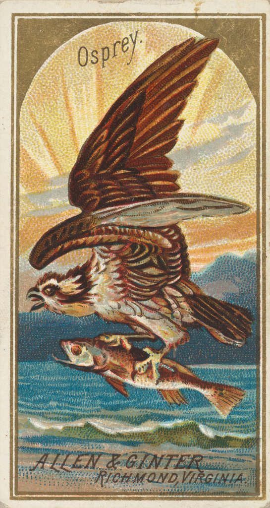 Detail of Osprey, from the Birds of America series for Allen & Ginter Cigarettes Brands, 1888 by Allen & Ginter