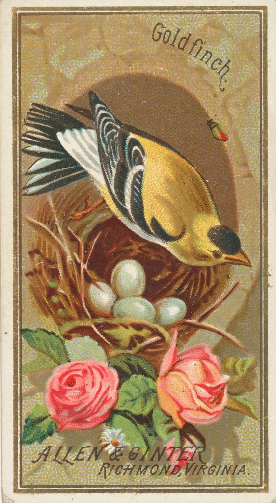 Detail of Goldfinch, from the Birds of America series for Allen & Ginter Cigarettes Brands, 1888 by Allen & Ginter