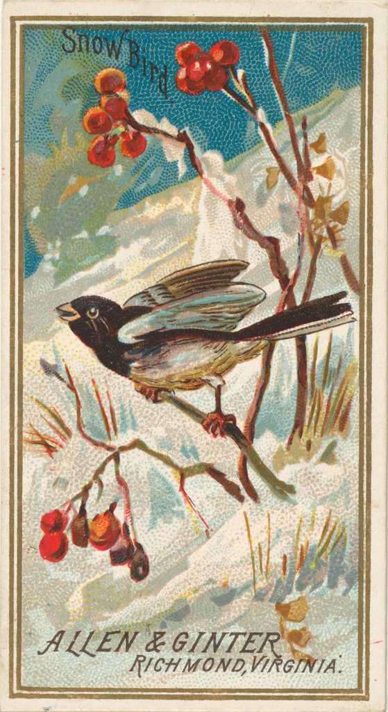 Detail of Snow Bird, from the Birds of America series for Allen & Ginter Cigarettes Brands, 1888 by Allen & Ginter