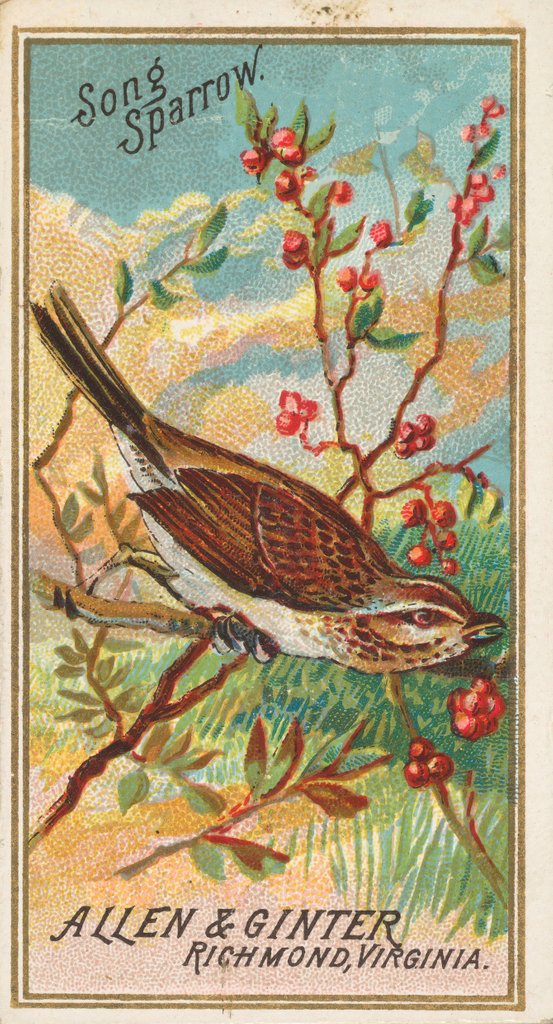 Detail of Song Sparrow, from the Birds of America series for Allen & Ginter Cigarettes Brands, 1888 by Allen & Ginter