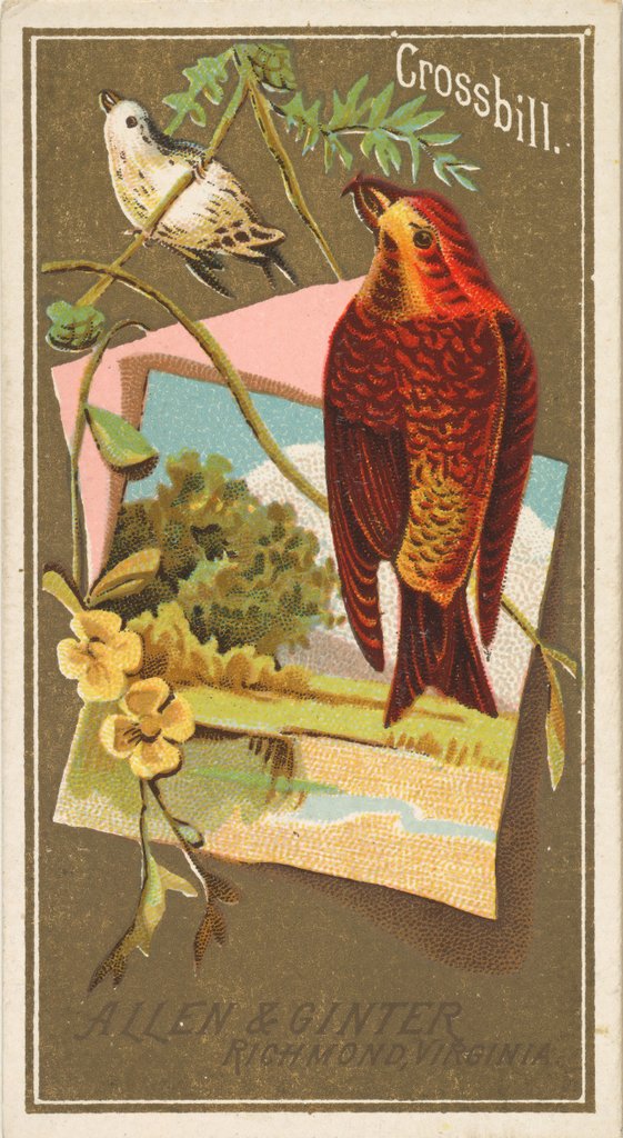 Detail of Crossbill, from the Birds of America series for Allen & Ginter Cigarettes Brands, 1888 by Allen & Ginter