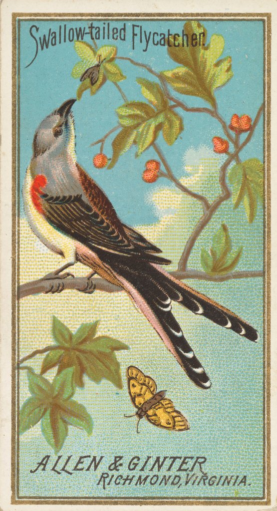 Detail of Swallow-tailed Flycatcher, from the Birds of America series for Allen & Ginter Cigare…, 1888 by Allen & Ginter